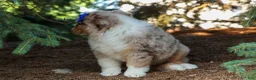 Miniature Australian Shepherd dogs for sale: LUCKY - Ad 9