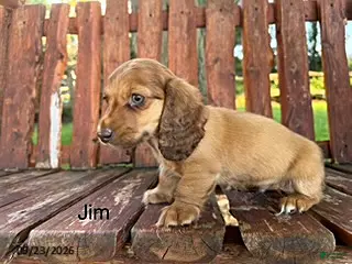 Miniature Dachshund dogs Jim - Ad 39