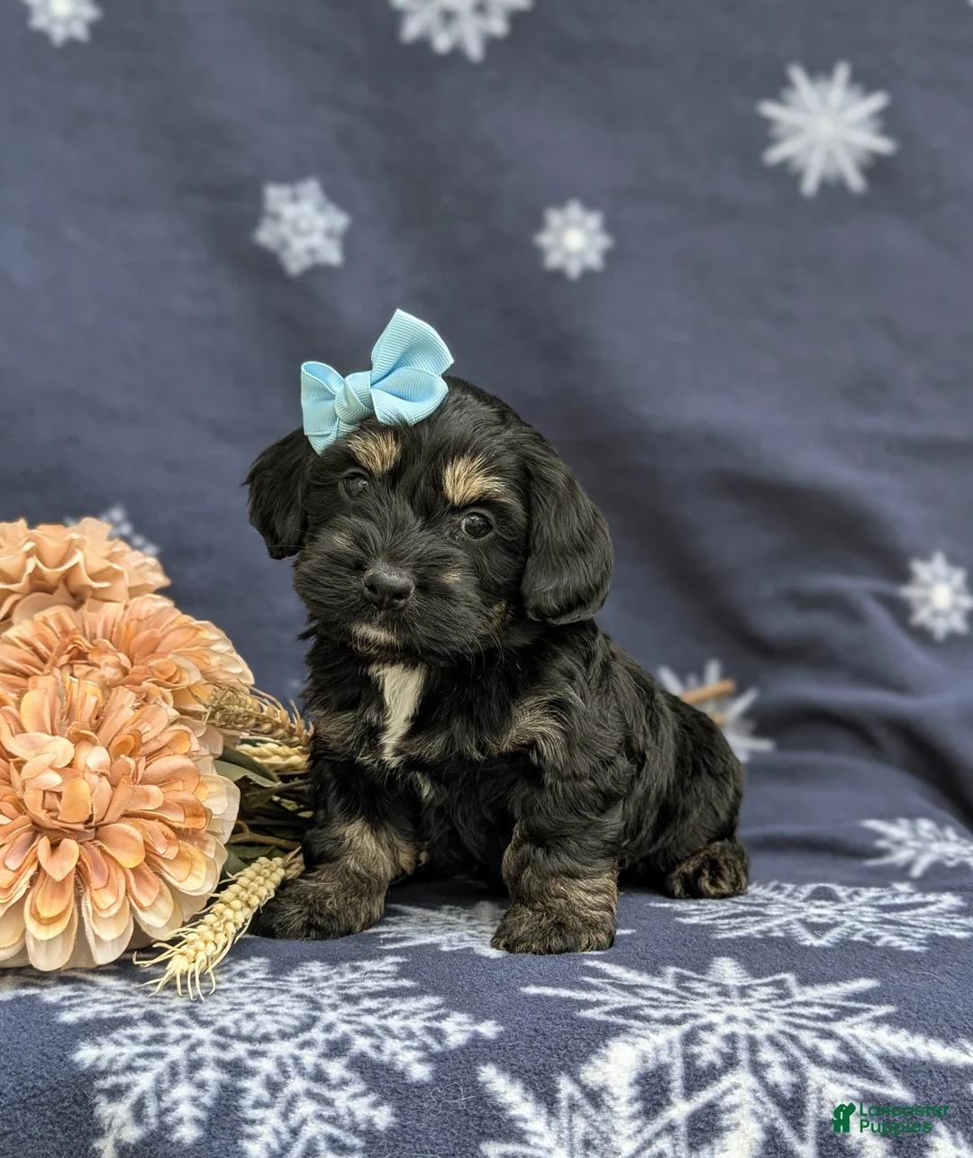 Cockapoo dogs for sale: Laureen - Ad 1