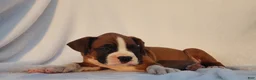 Boxer dogs for sale: Ruger - Ad 3
