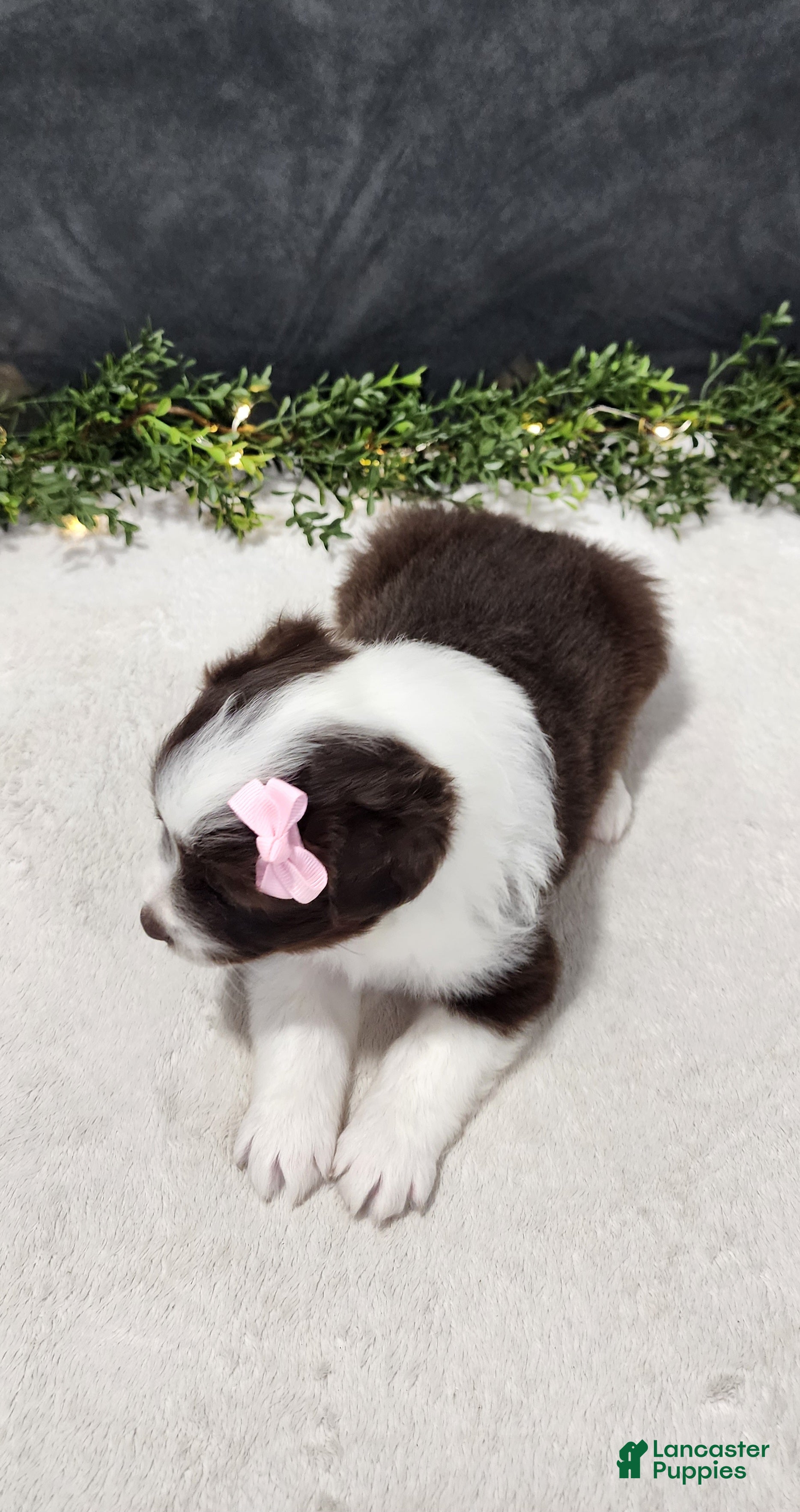 Miniature Australian Shepherd dogs Avery - Ad 2