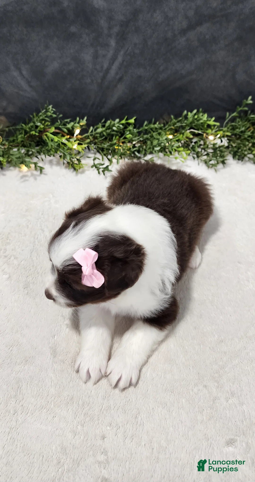 Miniature Australian Shepherd dogs for sale: Avery - Ad 2