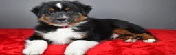 Miniature Australian Shepherd dogs for sale: Hudson - Ad 1