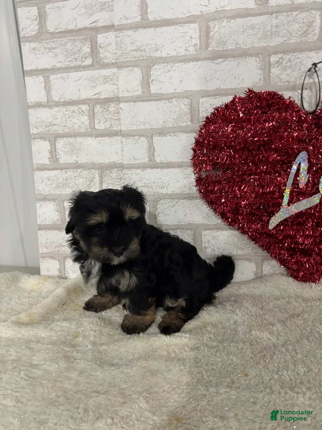 Maltipoo dogs for sale: Sophia - Ad 2
