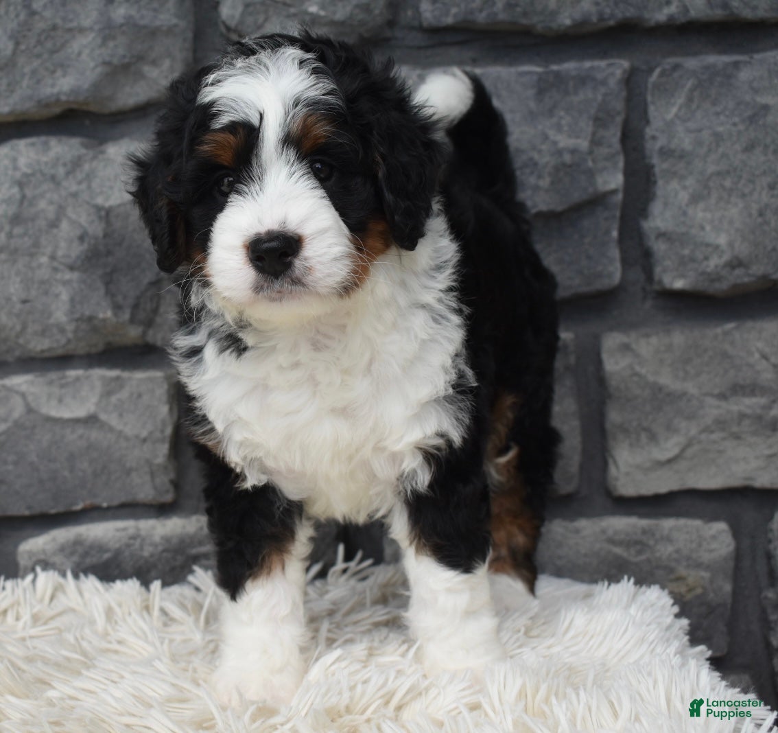Mini Bernedoodle dogs Carly  - Ad 1