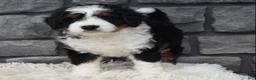 Mini Bernedoodle dogs for sale: Carly  - Ad 8