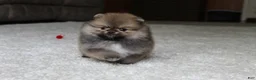 Pomeranian dogs for sale: Teacup Poseidon - Ad 7