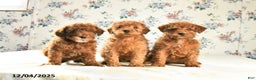 Miniature Poodle dogs for sale: Joy - Ad 4