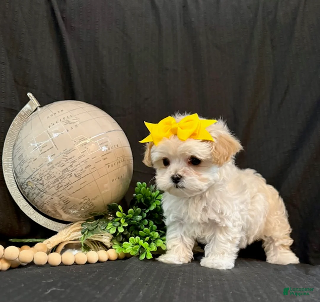 Lhasapoo dogs for sale: Holly - Ad 4