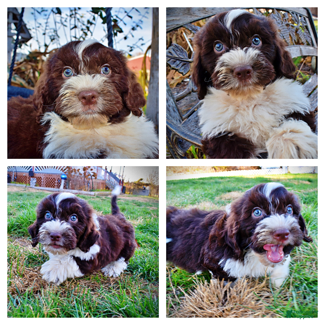 Havapoo dogs for sale: Pilot - Ad 1