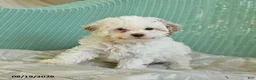 Toy Poodle dogs for sale: Sailor - Ad 4