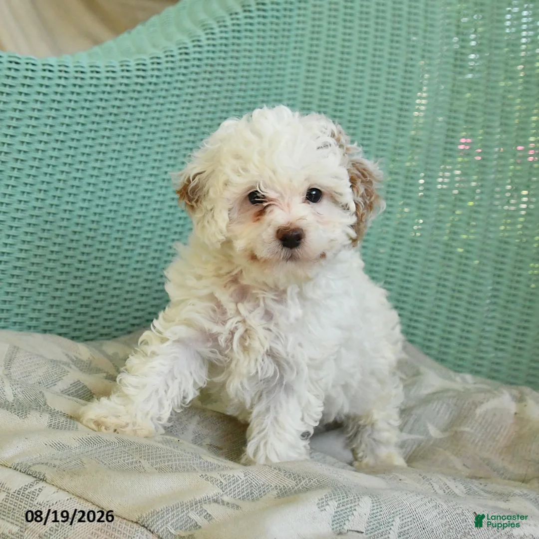 Toy Poodle dogs for sale: Sailor - Ad 4