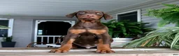 Doberman Pinscher dogs for sale: Wesley - Ad 4