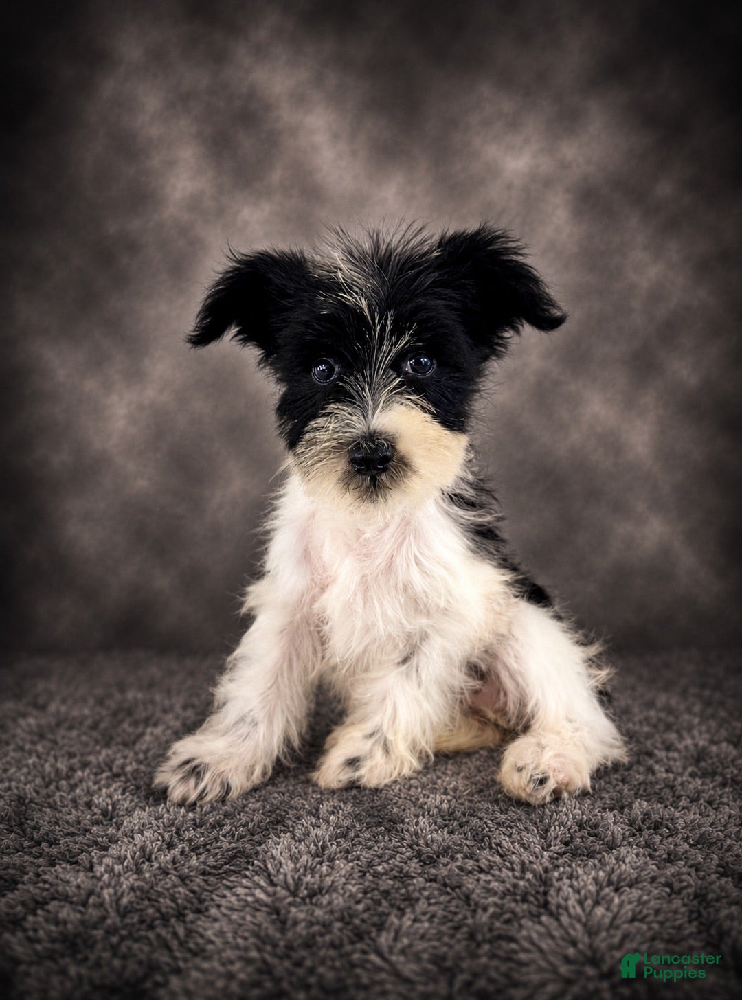 Miniature Schnauzer dogs AKC Stella - Ad 41