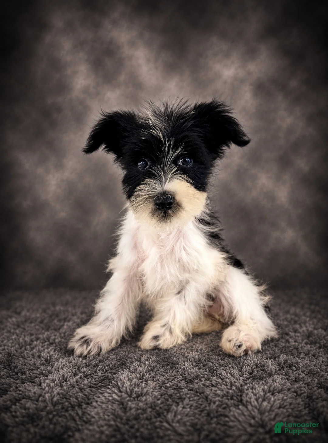 Miniature Schnauzer dogs for sale: AKC Stella - Ad 1