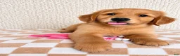 Golden Retriever dogs for sale: Lainey - Ad 3