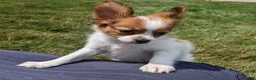 Papillon dogs for sale: Papillon 1 - Ad 2