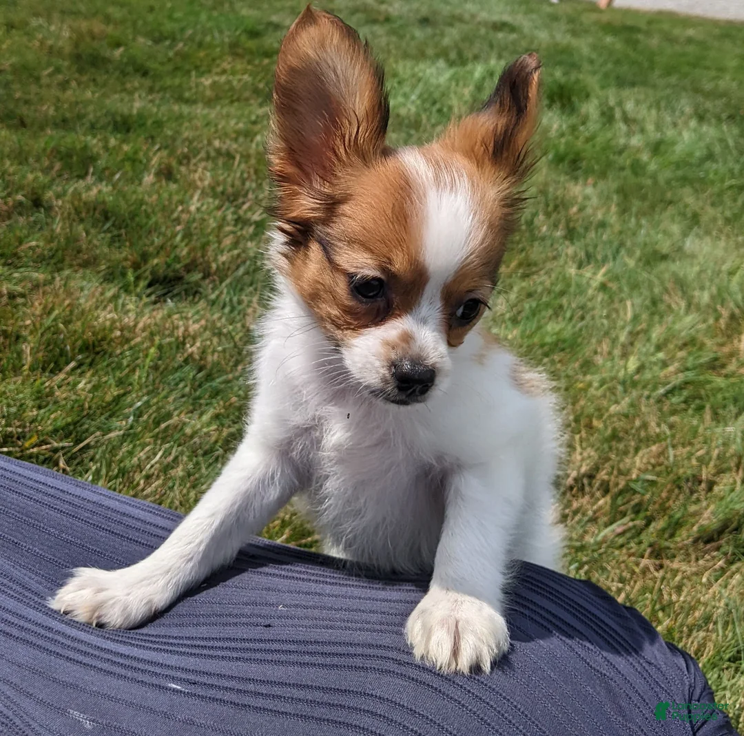 Papillon dogs for sale: Papillon 1 - Ad 2