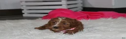Cockapoo dogs for sale: Felicity  - Ad 5