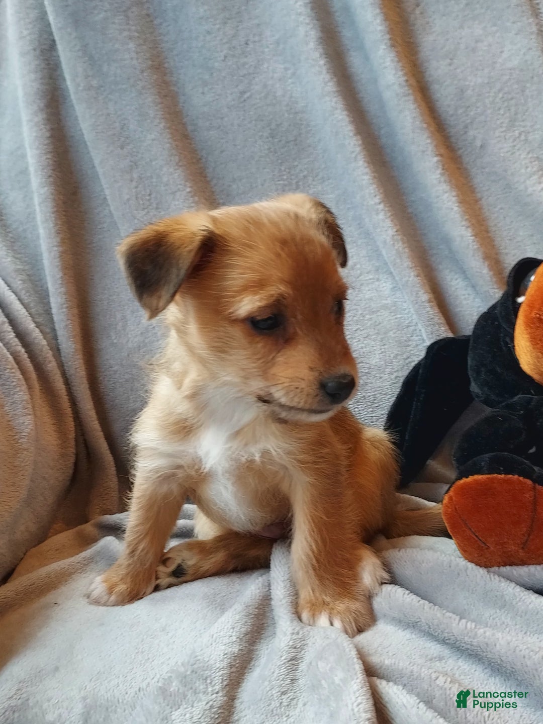 Jackapoo dogs for sale: Percy - Ad 4