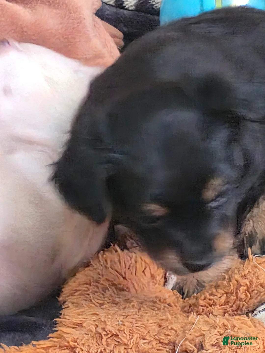 Chiweenie dogs for sale: Chiweenie Puppy 3 - Ad 2