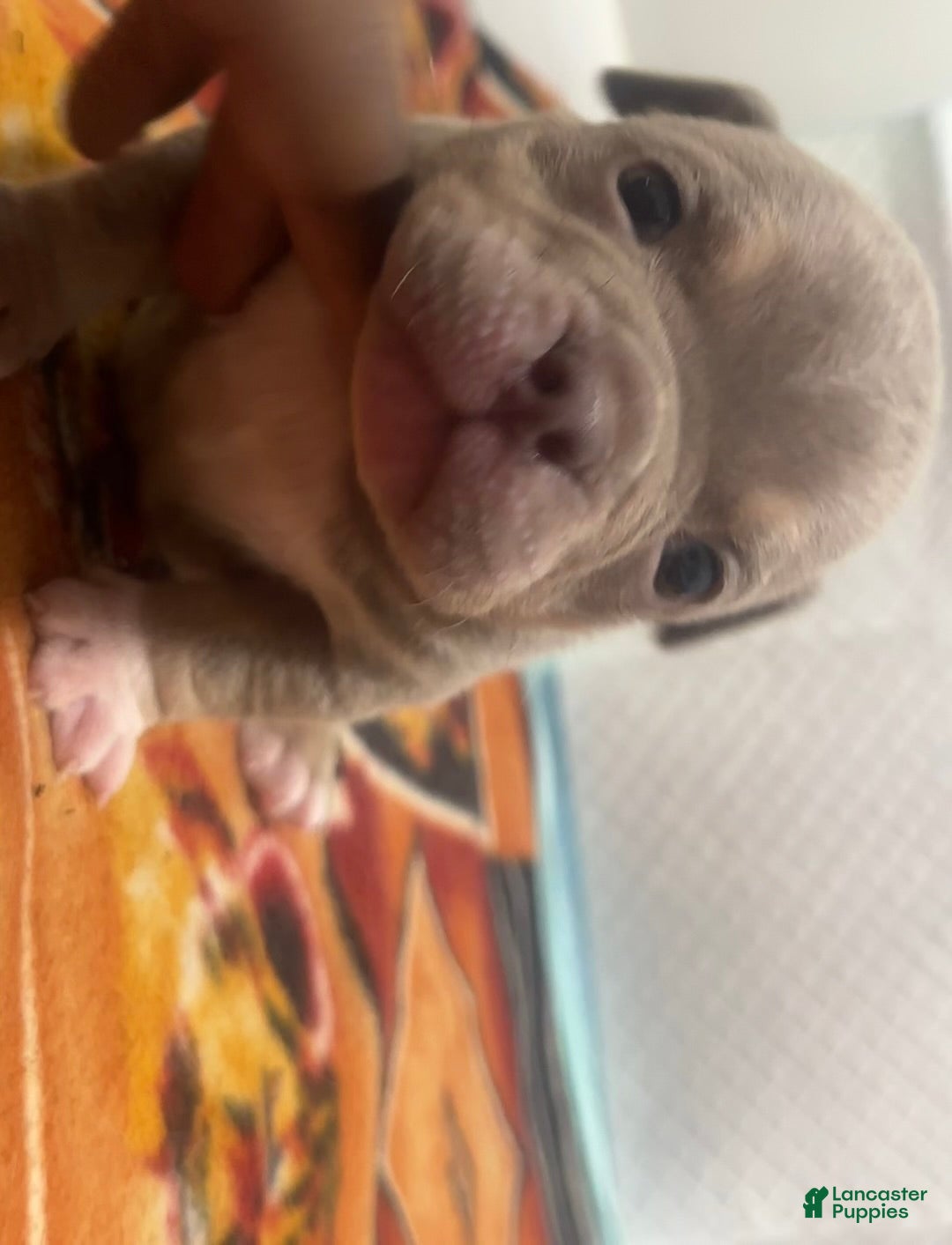 American Bully dogs Sapphire - Ad 1