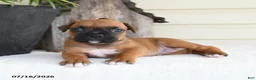 Boxer dogs for sale: Lady - Ad 3