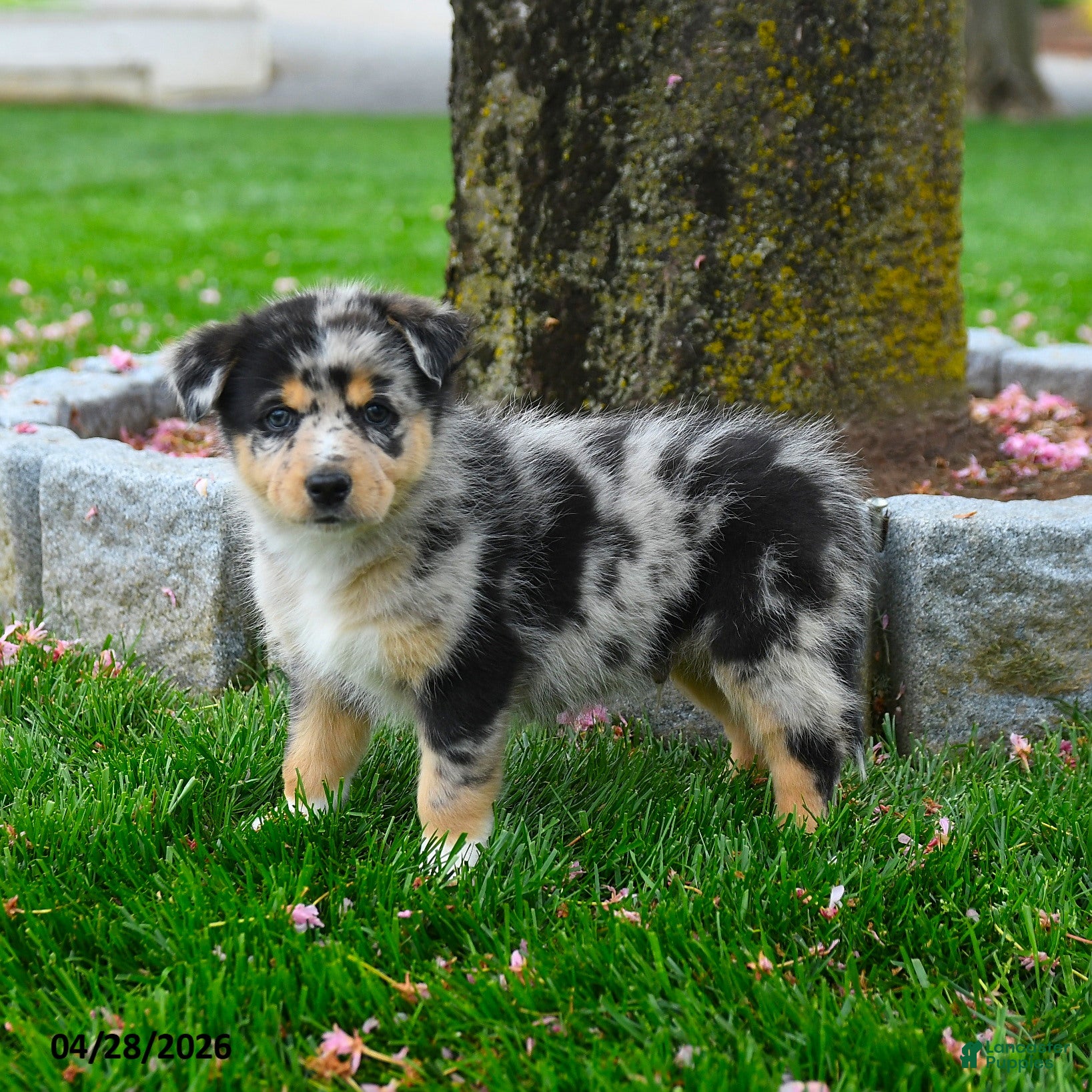 Australian Shepherd dogs Fletcher - Ad 1