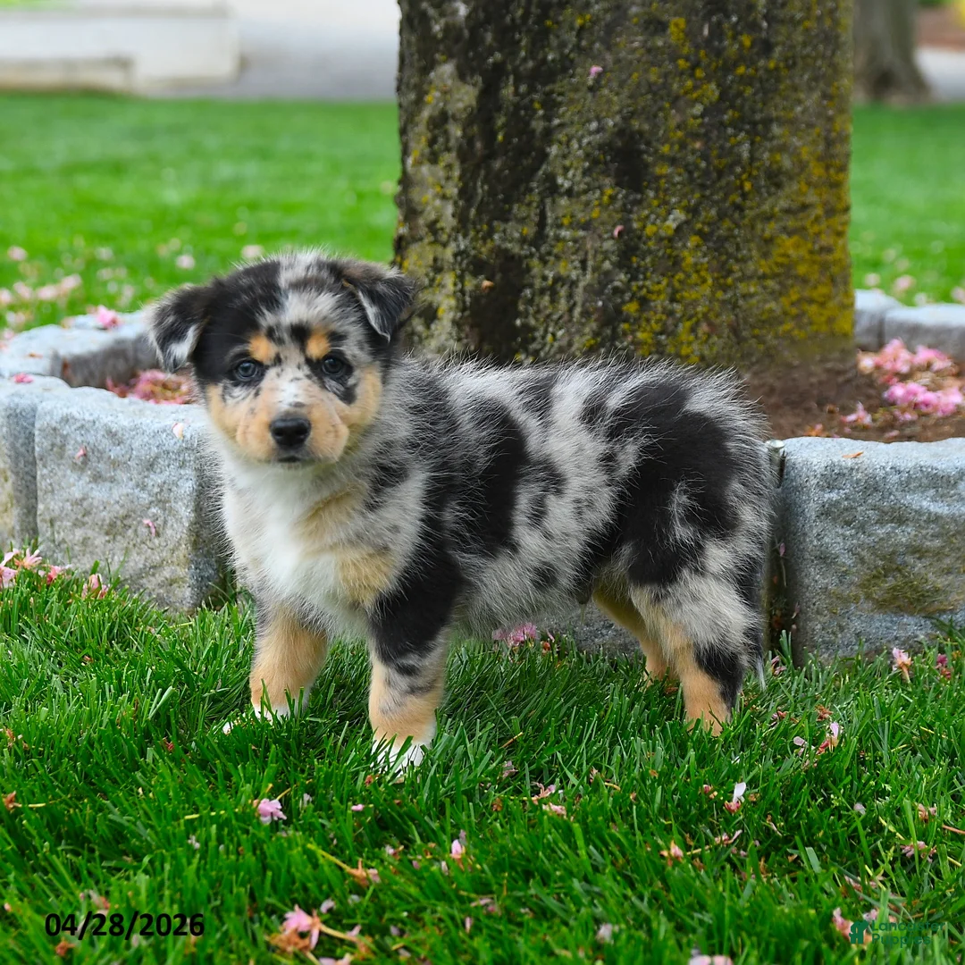 Australian Shepherd dogs for sale: Fletcher - Ad 1