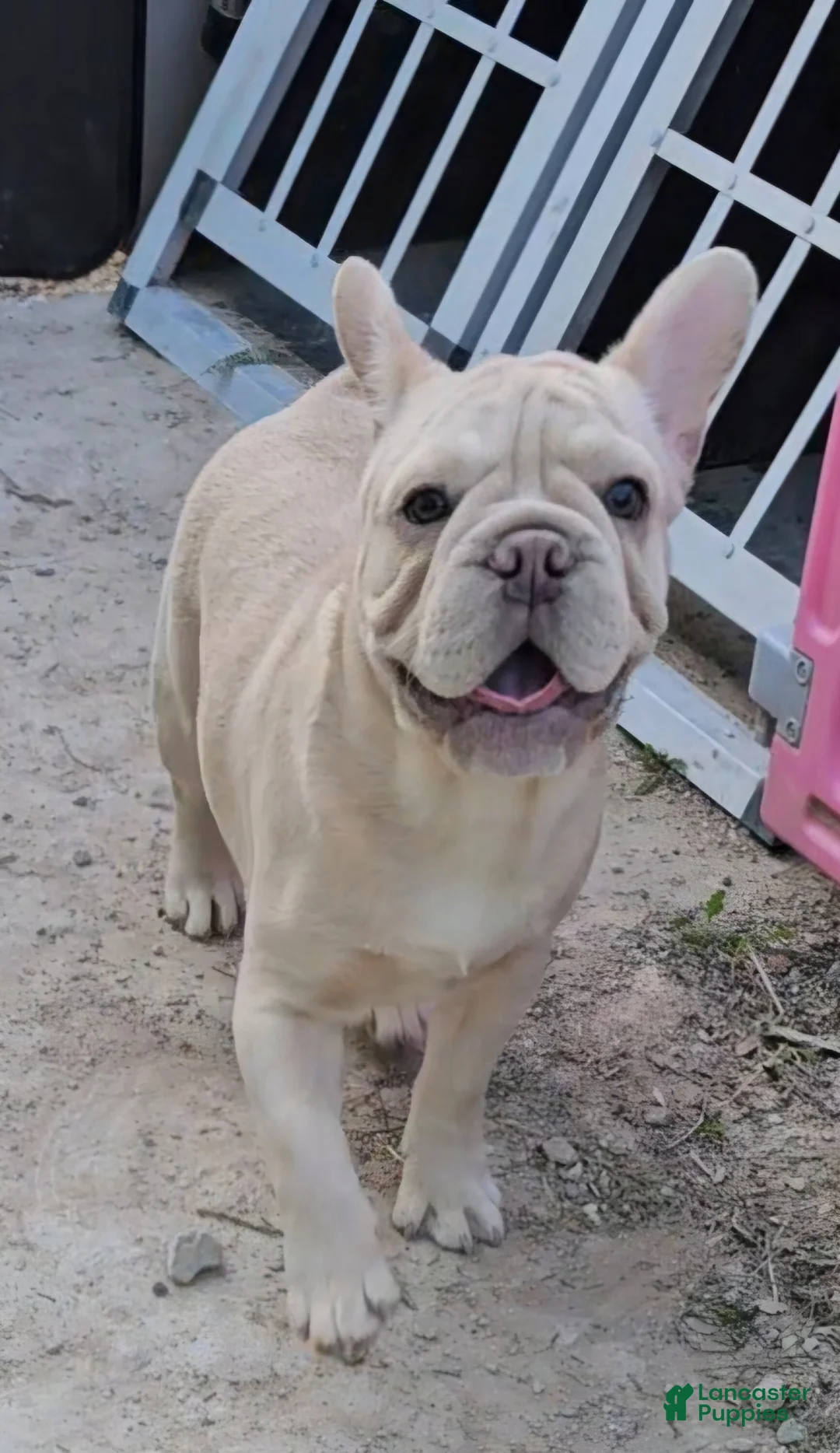 French Bulldog dogs for sale: French Bulldog Puppy 2 - Ad 10
