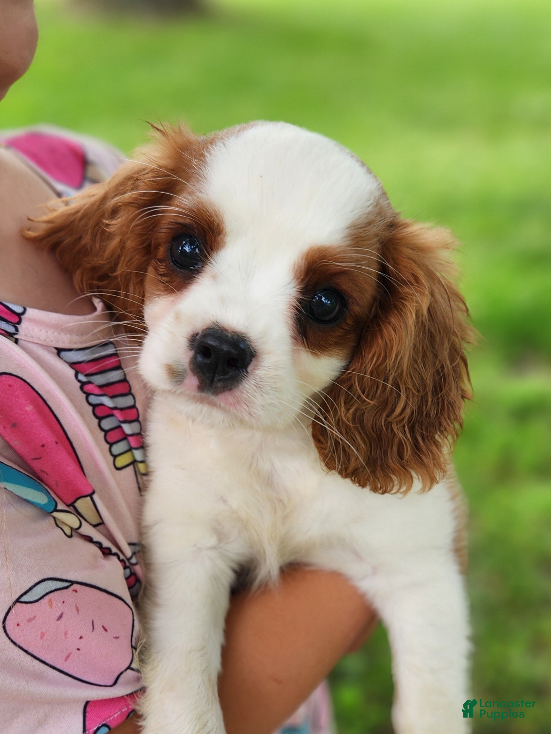 Cavalier King Charles Spaniel dogs Vance - Ad 1