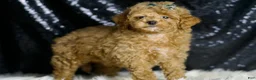 Maltipoo dogs for sale: Teddy - Ad 4