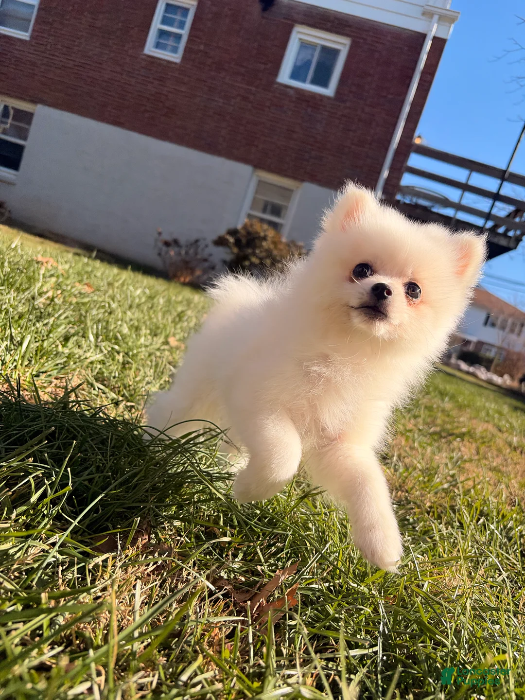 Pomeranian dogs for sale: Sally - Ad 5