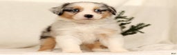 Miniature Australian Shepherd dogs for sale: Tulip - Ad 9
