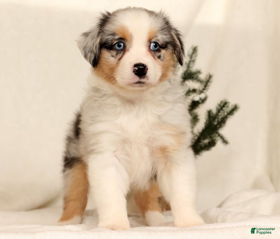 Miniature Australian Shepherd dogs for sale: Tulip - Ad 9