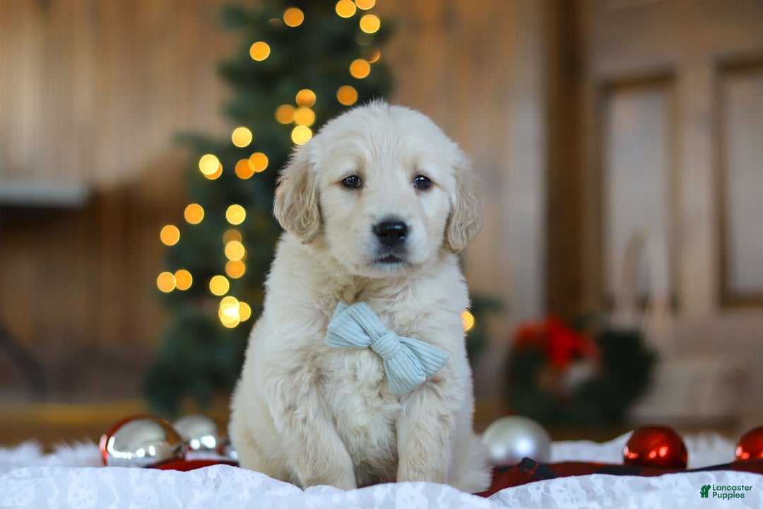 Golden Retriever dogs for sale: Duke - Ad 5