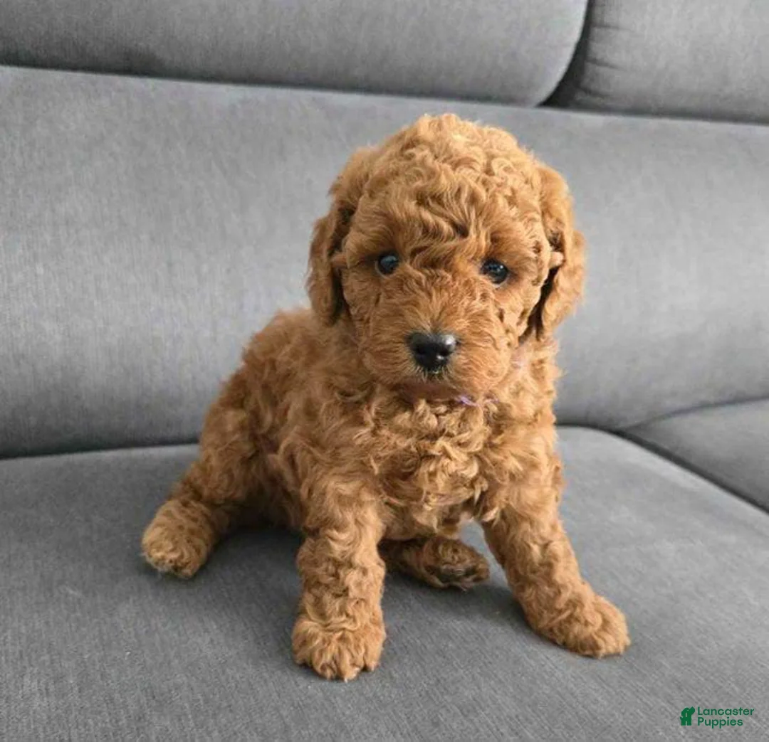 Toy Poodle dogs for sale: Toy Poodle Puppy 2 - Ad 2