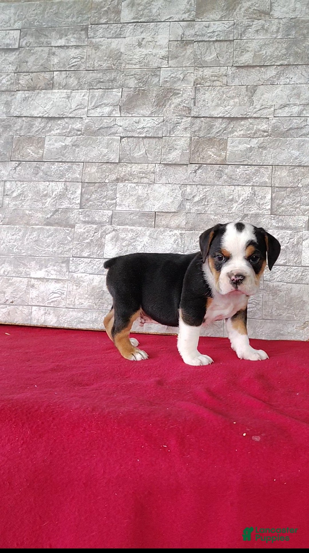 Beabull dogs Rowan - Ad 1