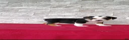 Beabull dogs for sale: Rowan - Ad 1