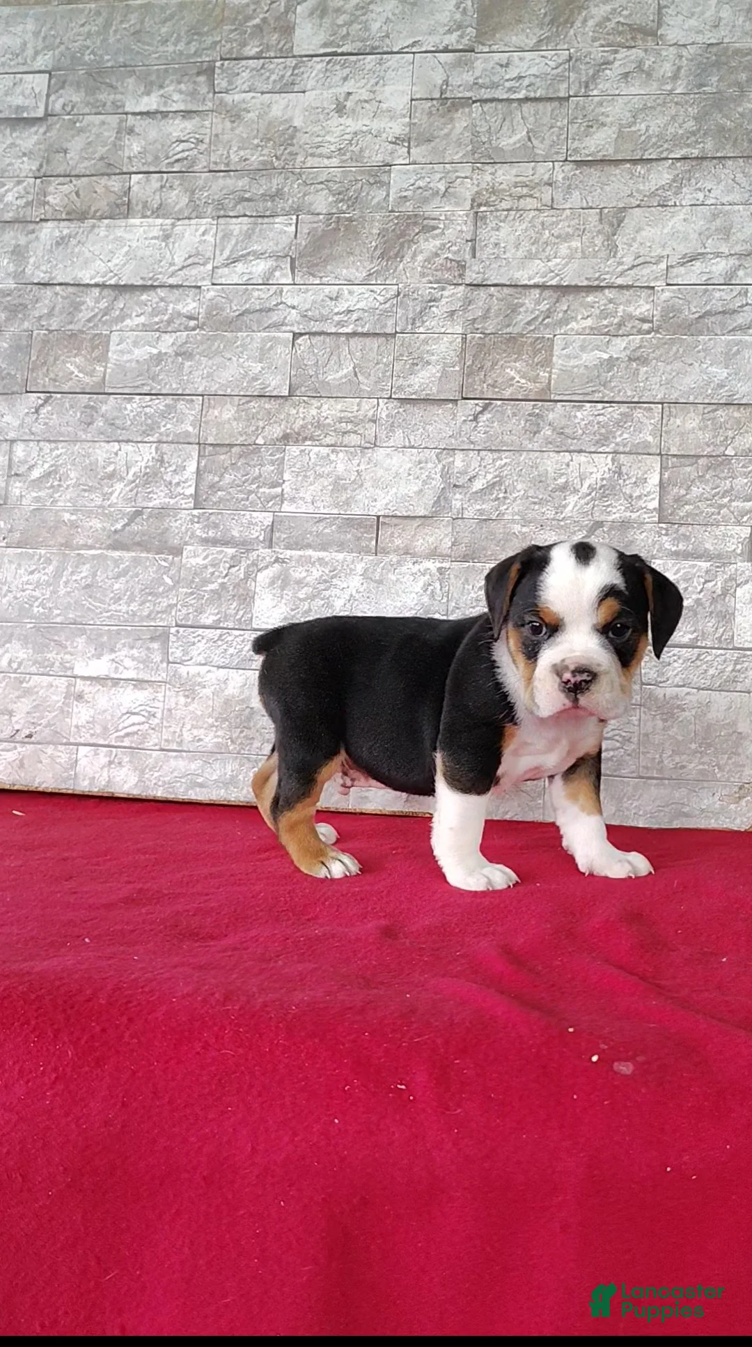 Beabull dogs for sale: Rowan - Ad 1