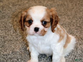 Cavalier King Charles Spaniel dogs Cavalier King Charles Spaniel Puppy 3 - Ad 23