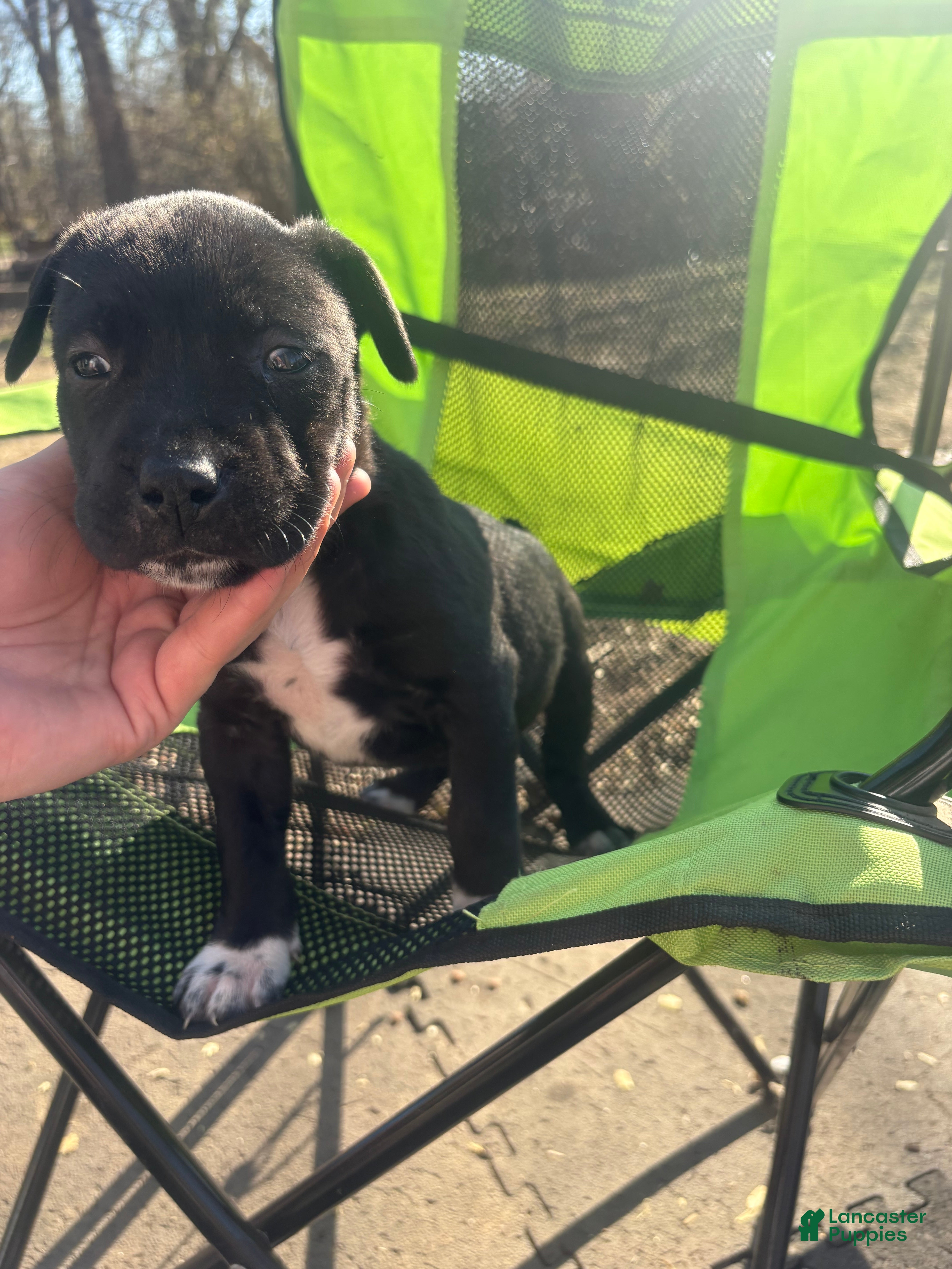 Mixed Breed dogs Mixed Breed Puppy 9 - Ad 32