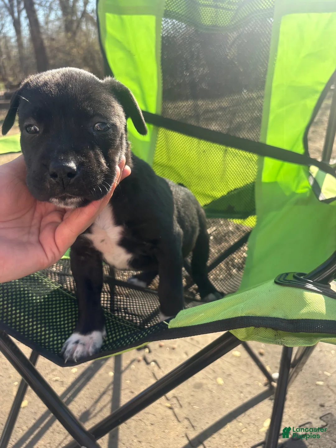 Mixed Breed dogs for sale: Mixed Breed Puppy 9 - Ad 1