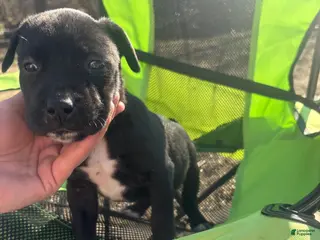 Mixed Breed dogs Mixed Breed Puppy 9 - Ad 32