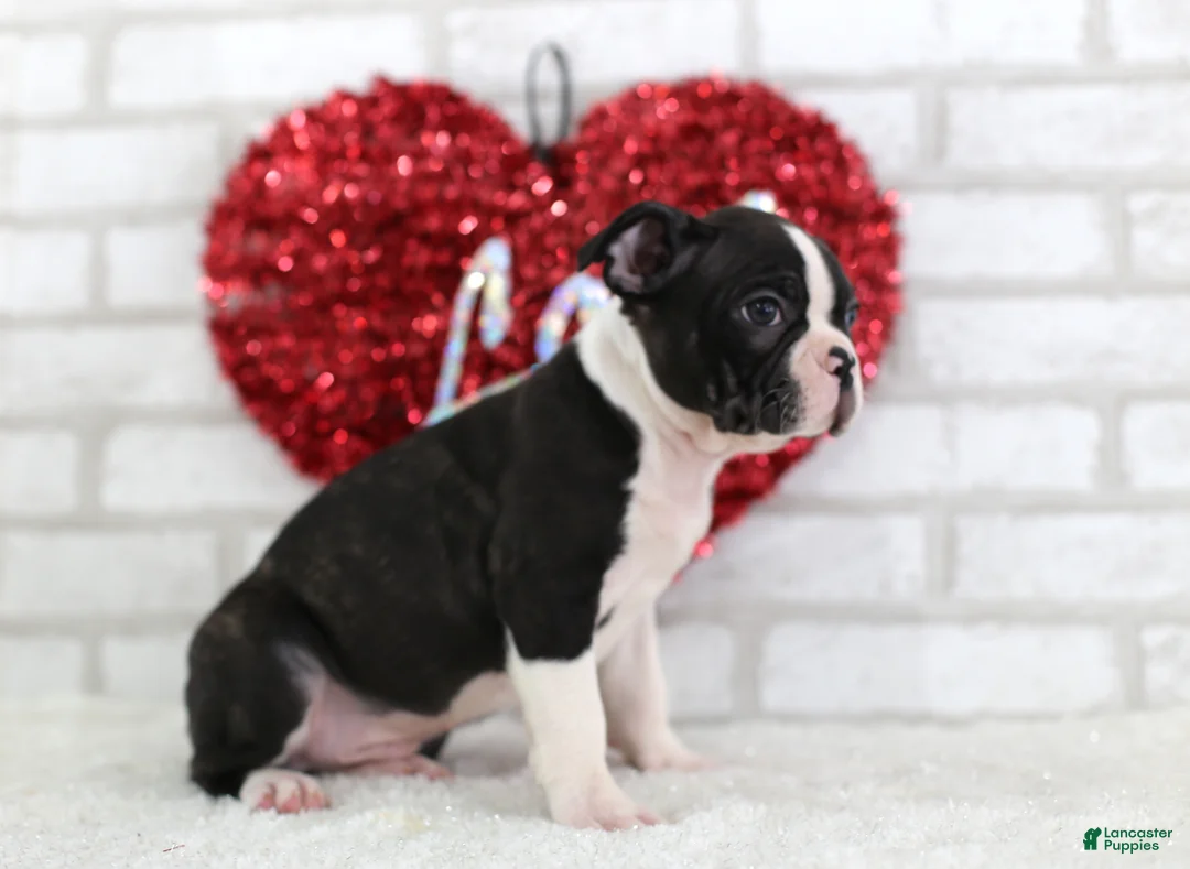 Frenchton dogs for sale: Conner - Ad 4