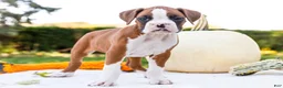 Boxer dogs for sale: Osage Boxer - Ad 5