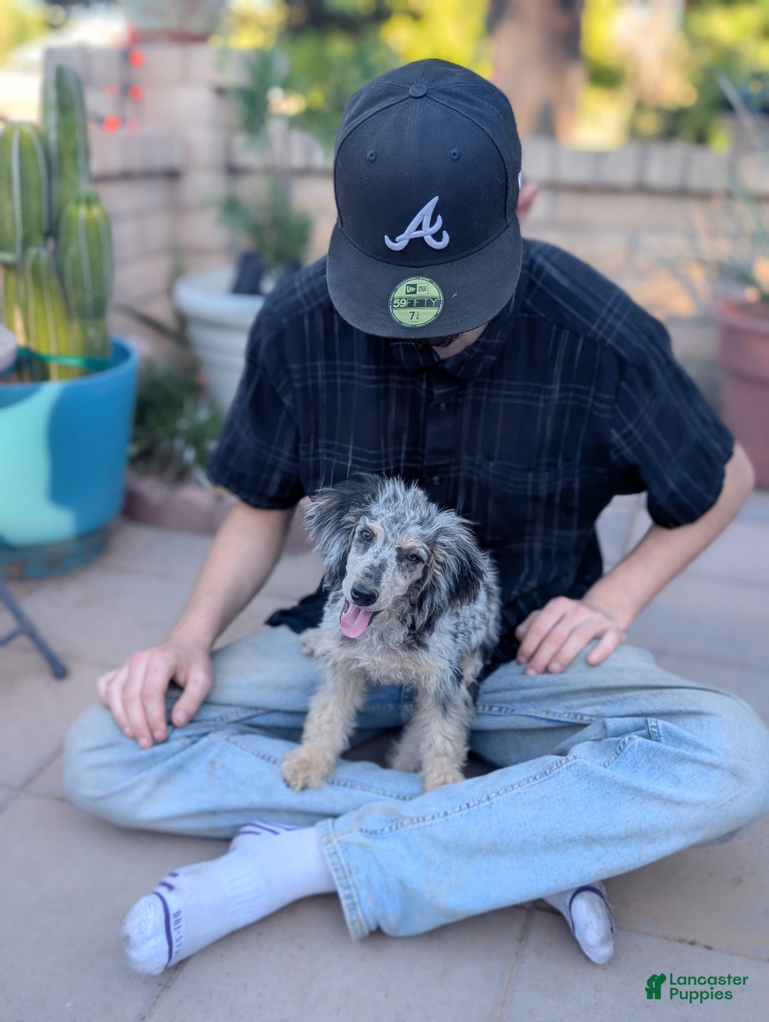 Miniature Poodle dogs for sale: Pepper - Ad 1