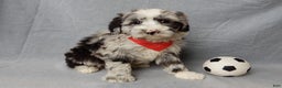 Sheepadoodle dogs for sale: Cash - Ad 8