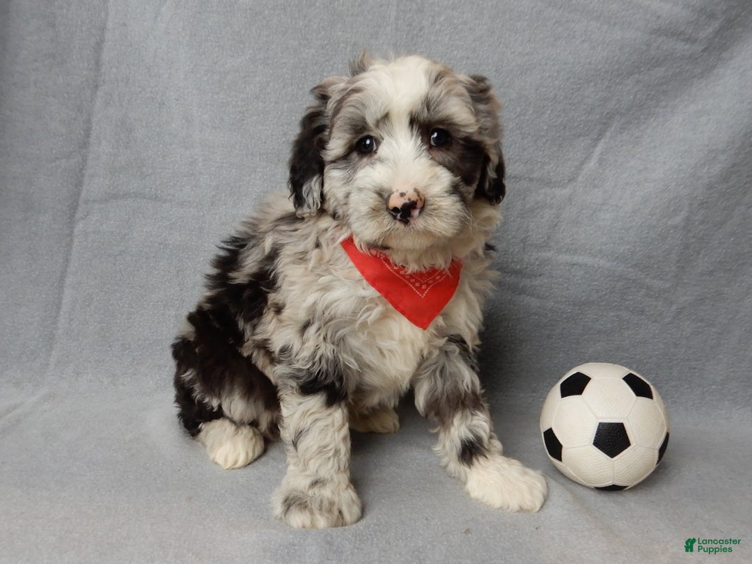 Sheepadoodle dogs for sale: Cash - Ad 8