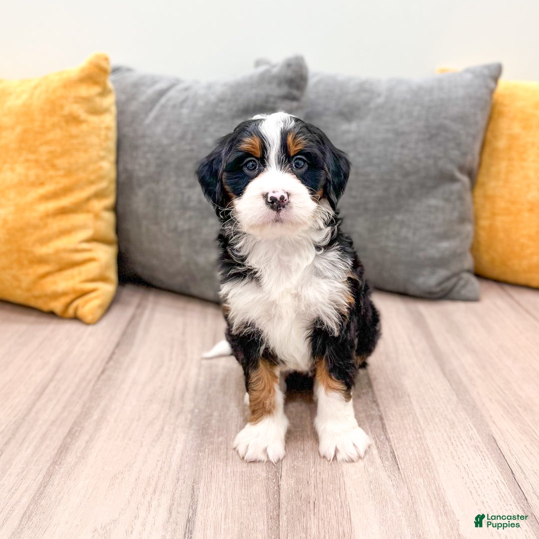 Mini Bernedoodle dogs for sale: Grace - Ad 3